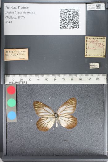 Media type: image;   Entomology 130505